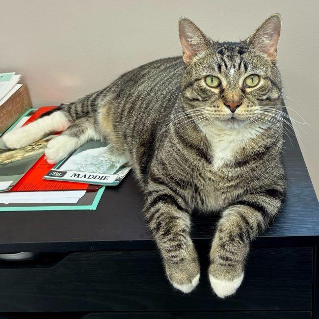Enlarge MR. HAM BONE, a ADOPTABLE Domestic Short Hair in Madison, WI image 4/6