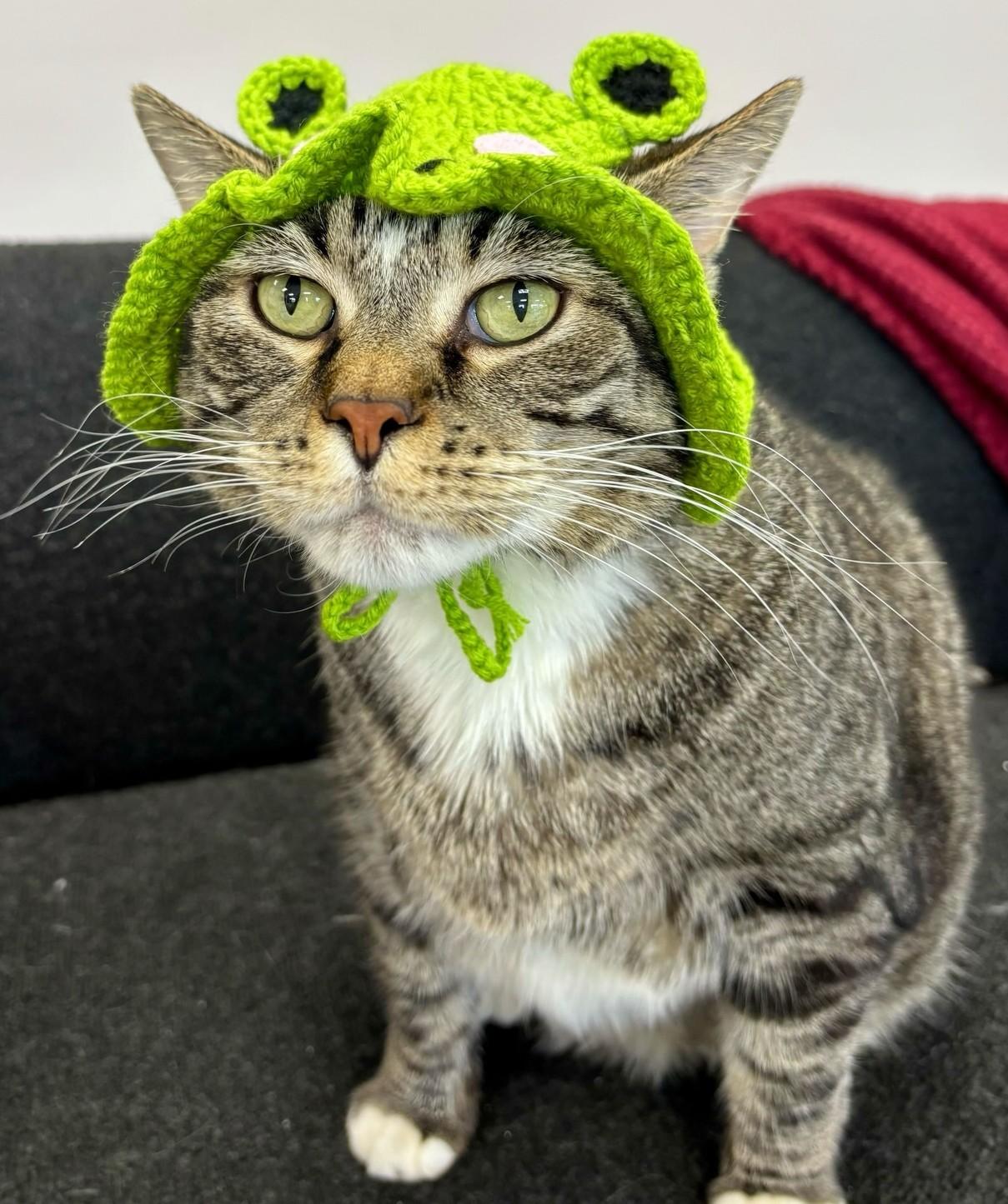 Enlarge MR. HAM BONE, a ADOPTABLE Domestic Short Hair in Madison, WI image 3/6