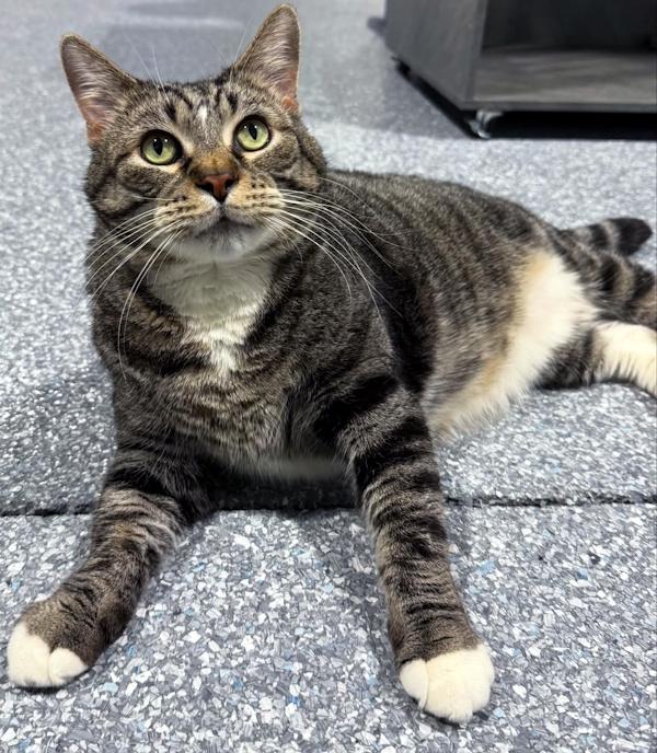 MR. HAM BONE, ADOPTABLE, Adult Male Domestic Short Hair.