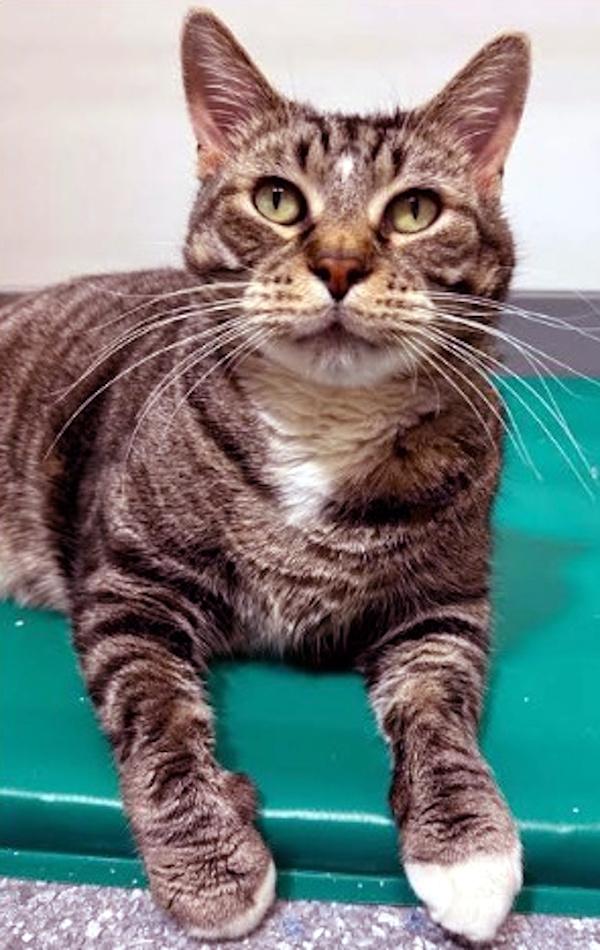 Enlarge MR. HAM BONE, a ADOPTABLE Domestic Short Hair in Madison, WI image 4/5