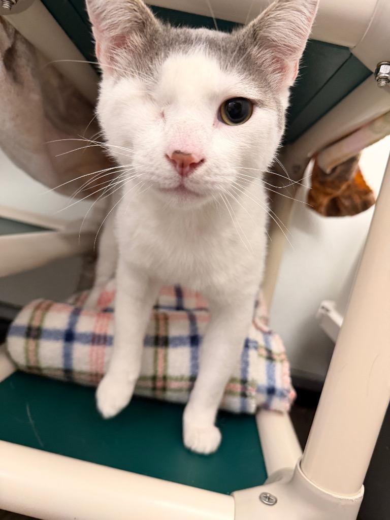 Ivan, Adoptable, Adult Male Domestic Short Hair.