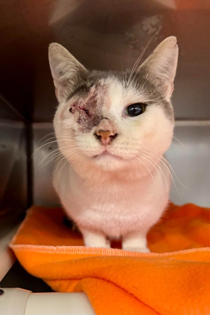 Ivan, a Adoptable mixed breed in Gillette, WY image 3/4