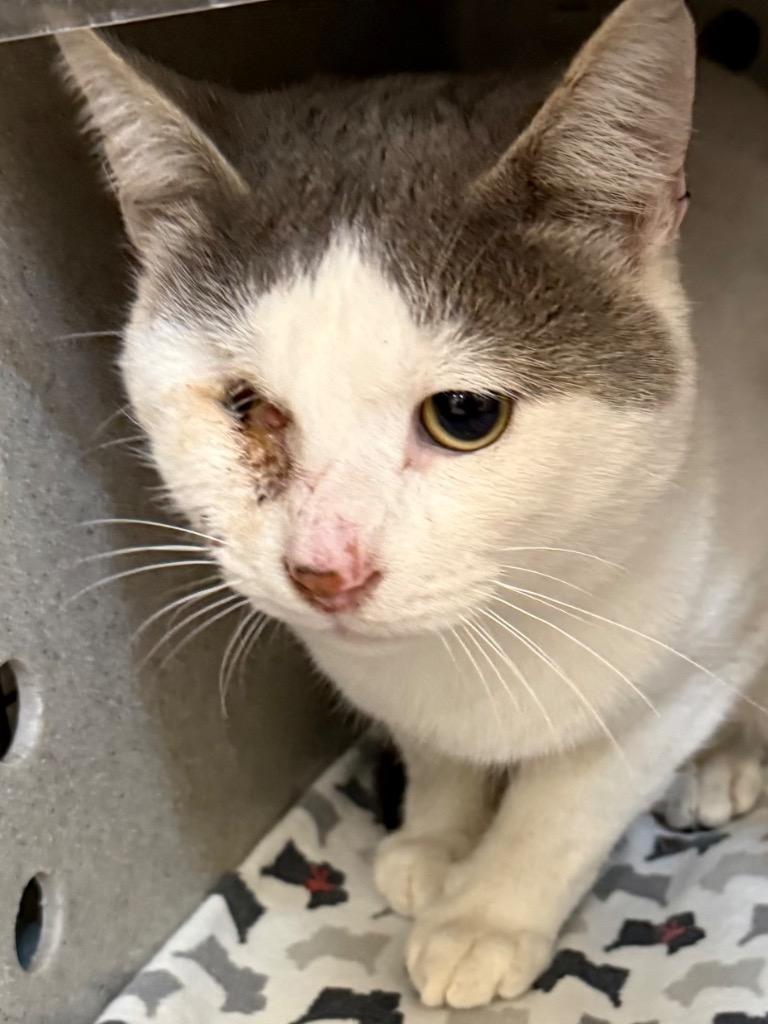 Ivan, a Adoptable mixed breed in Gillette, WY image 4/4