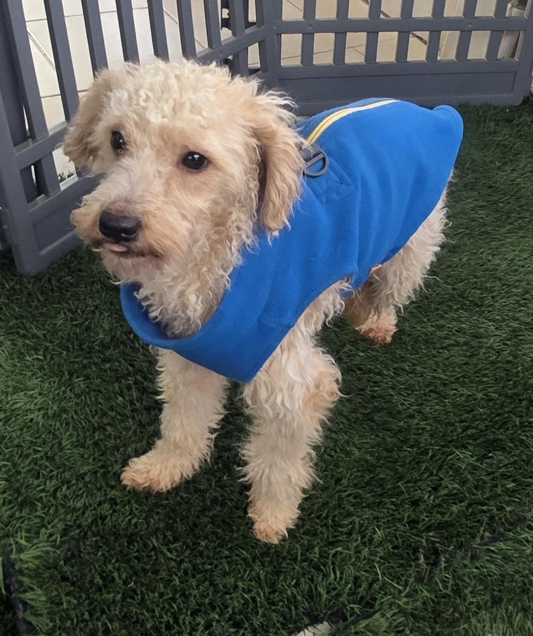 Shorty, ADOPTABLE, Young Male Maltipoo.