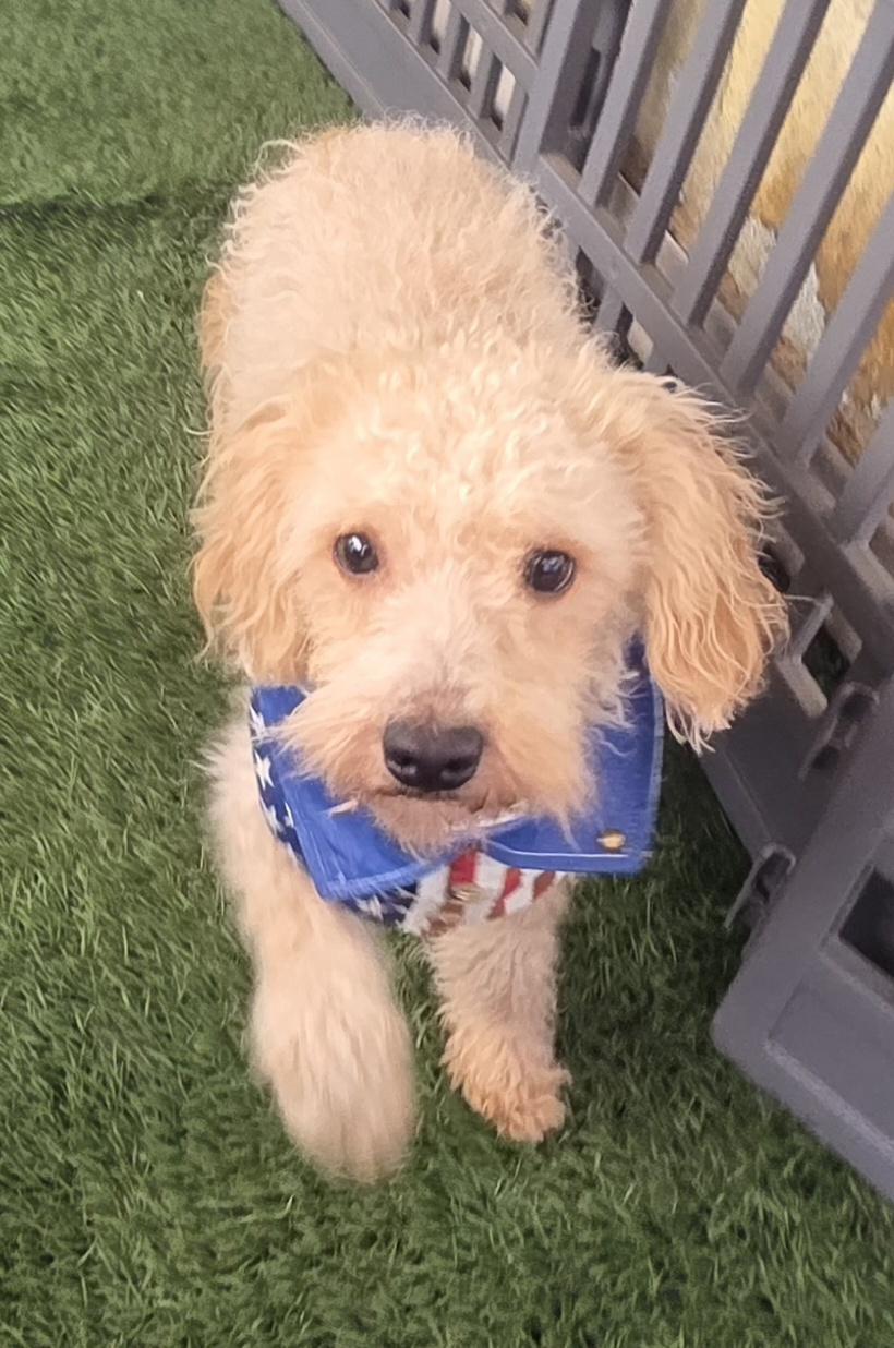 Enlarge Shorty, a ADOPTABLE Maltipoo in Fallbrook, CA image 6/6