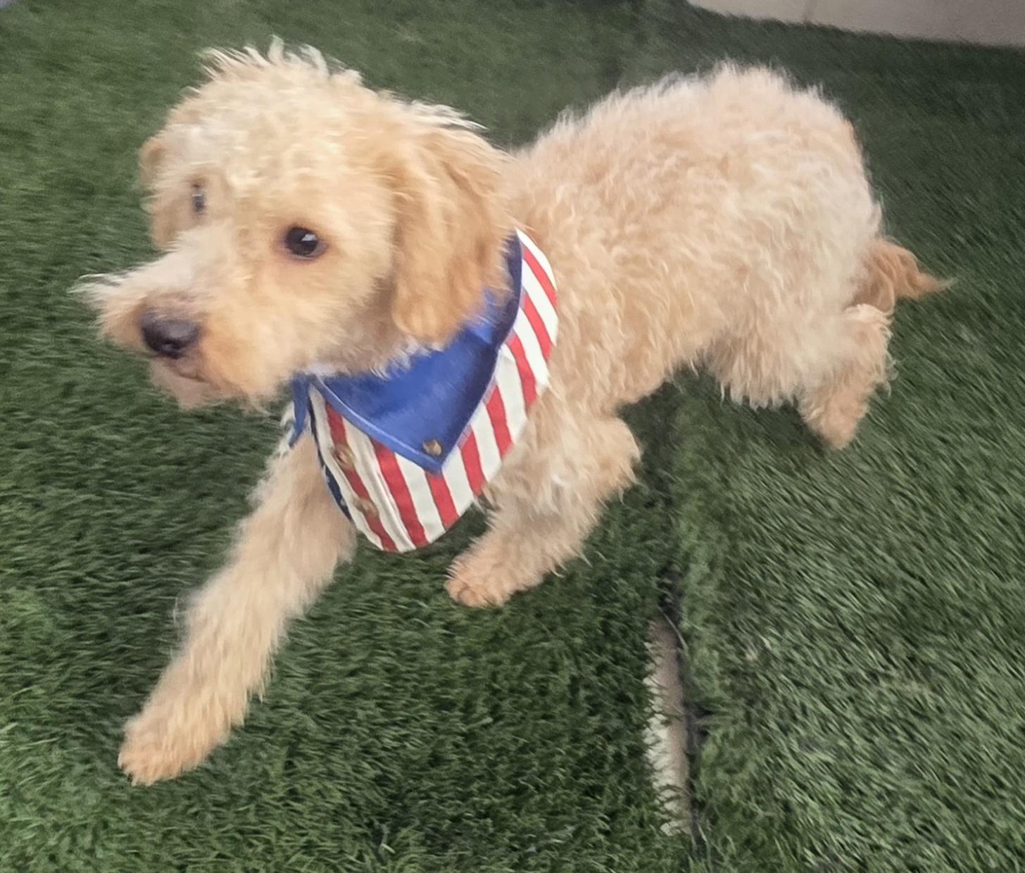 Enlarge Shorty, a ADOPTABLE Maltipoo in Fallbrook, CA image 5/6