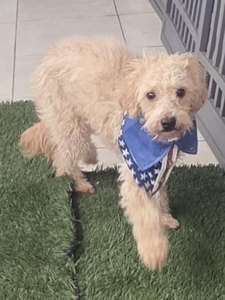 Enlarge Shorty, a ADOPTABLE Maltipoo in Fallbrook, CA image 2/6