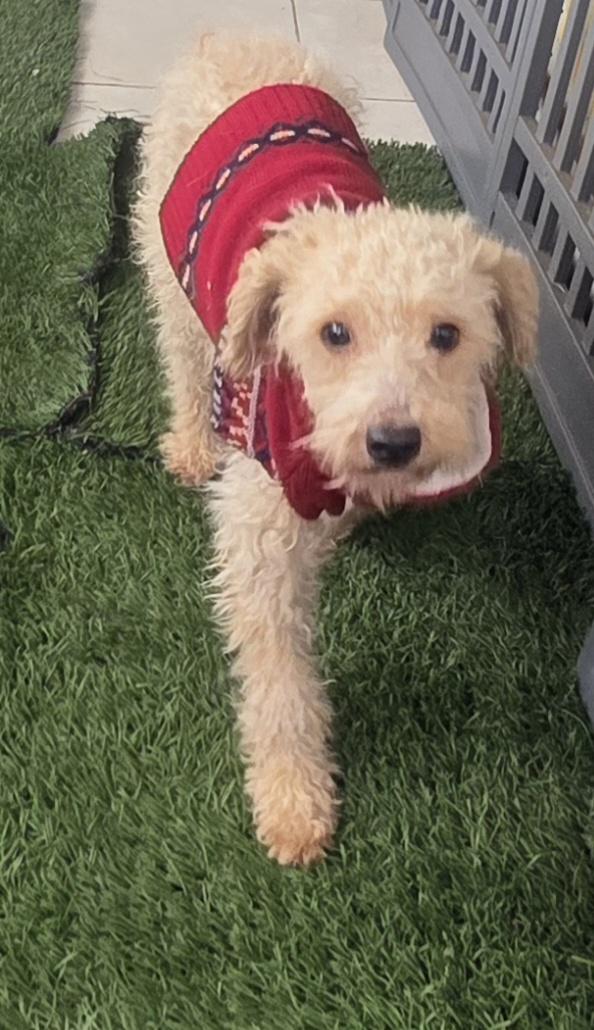 Enlarge Shorty, a ADOPTABLE Maltipoo in Fallbrook, CA image 3/6