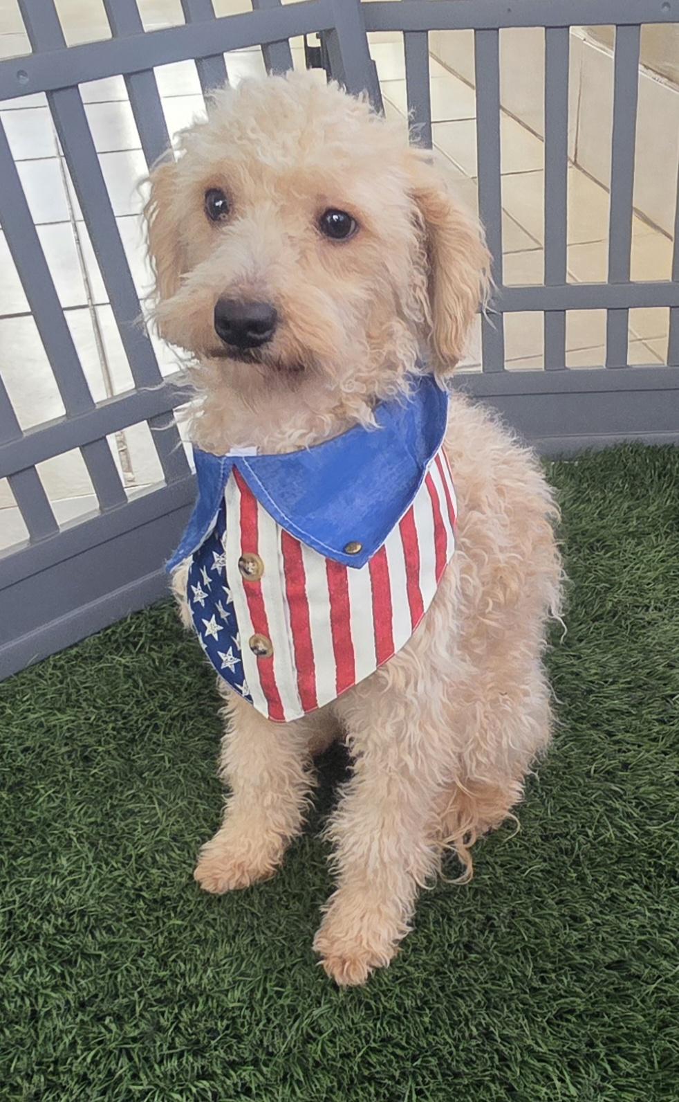 Enlarge Shorty, a ADOPTABLE Maltipoo in Fallbrook, CA image 4/6
