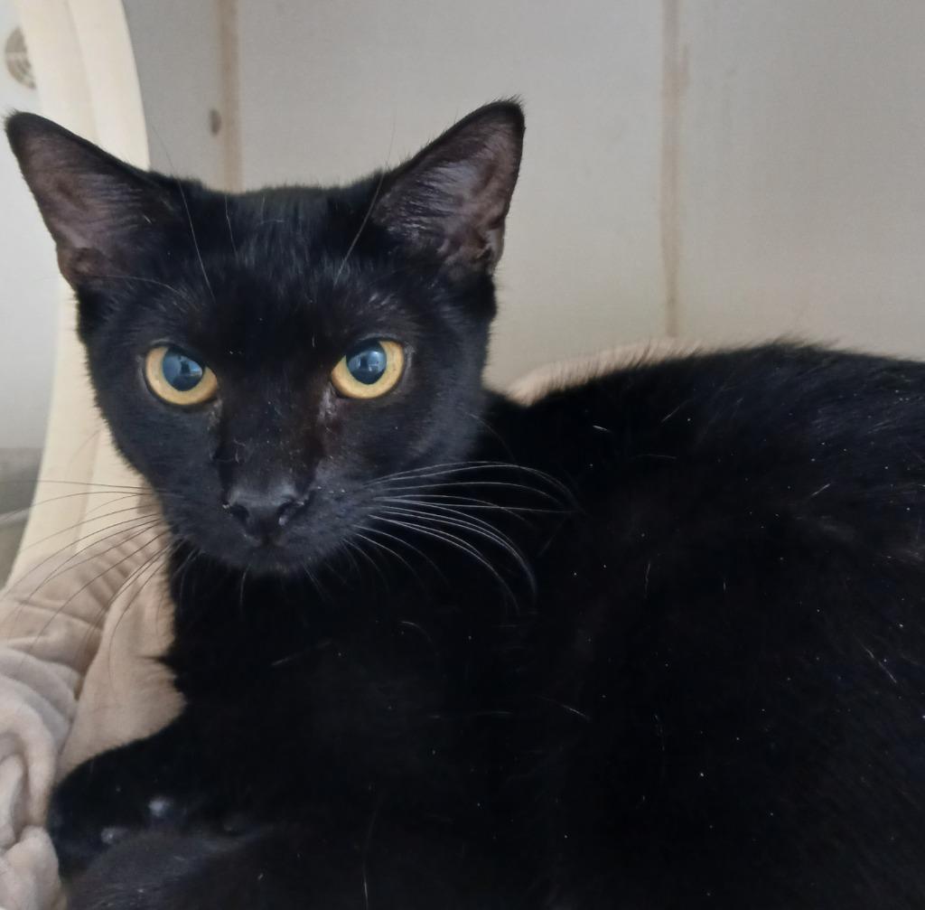 (C Kittens) Cedar, Adoptable, Young Female Domestic Short Hair.