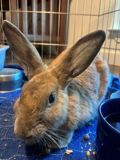 Truffle, Adoptable, Adult Female Cinnamon.