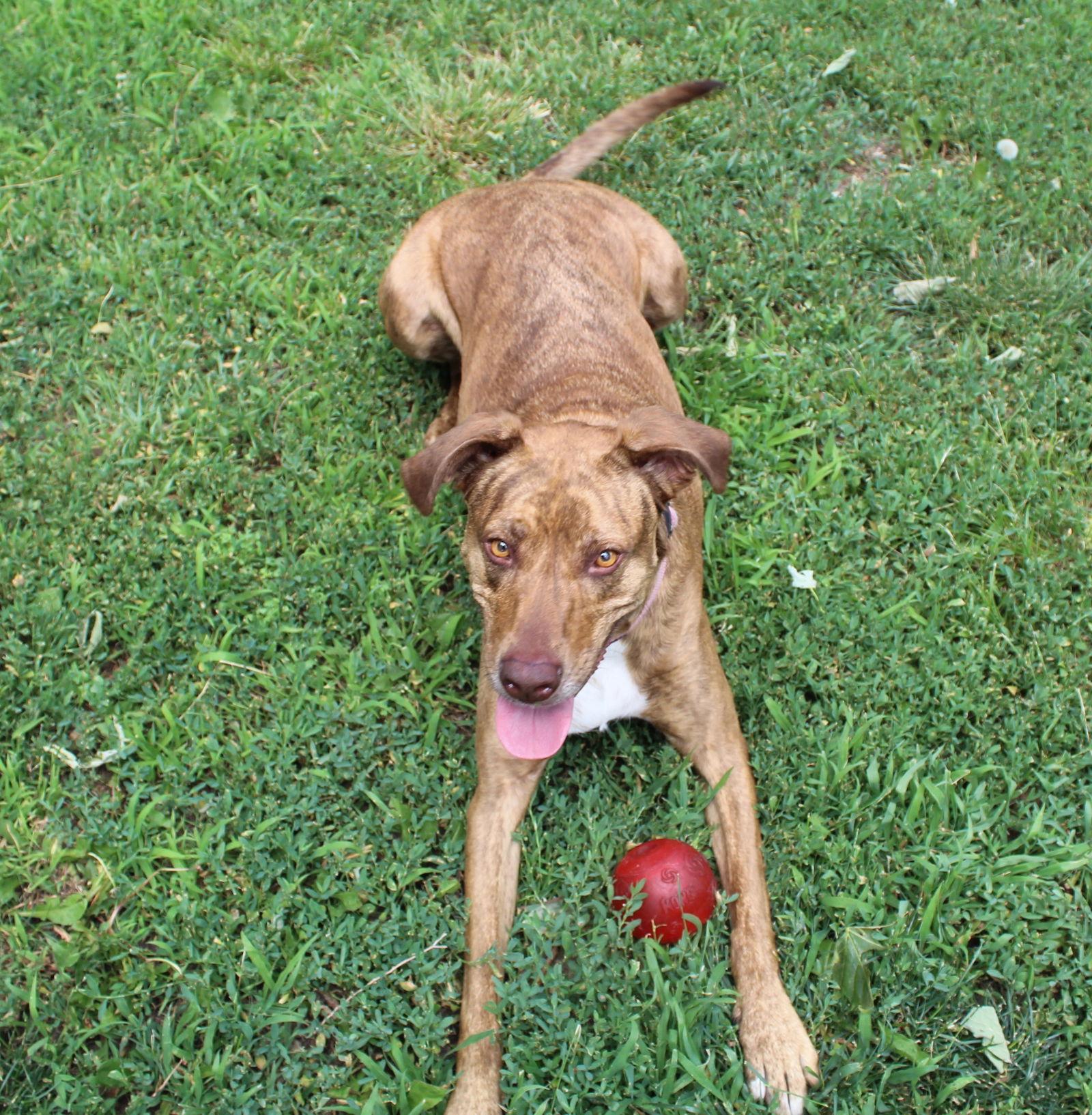 Kijani, Adoptable, Adult Female Plott Hound.