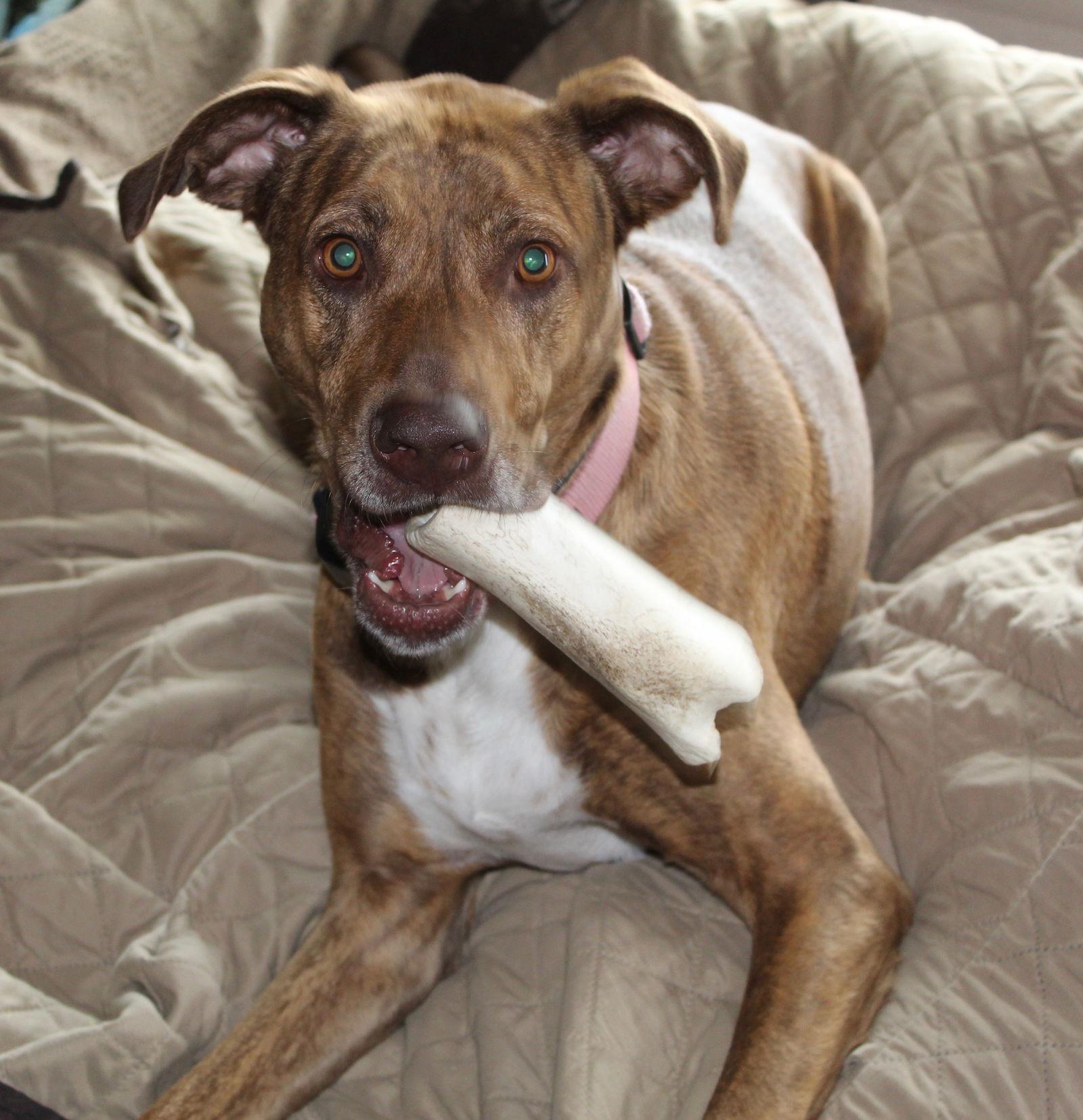 Kijani, a Adoptable Plott Hound in Lincoln, NE image 2/3