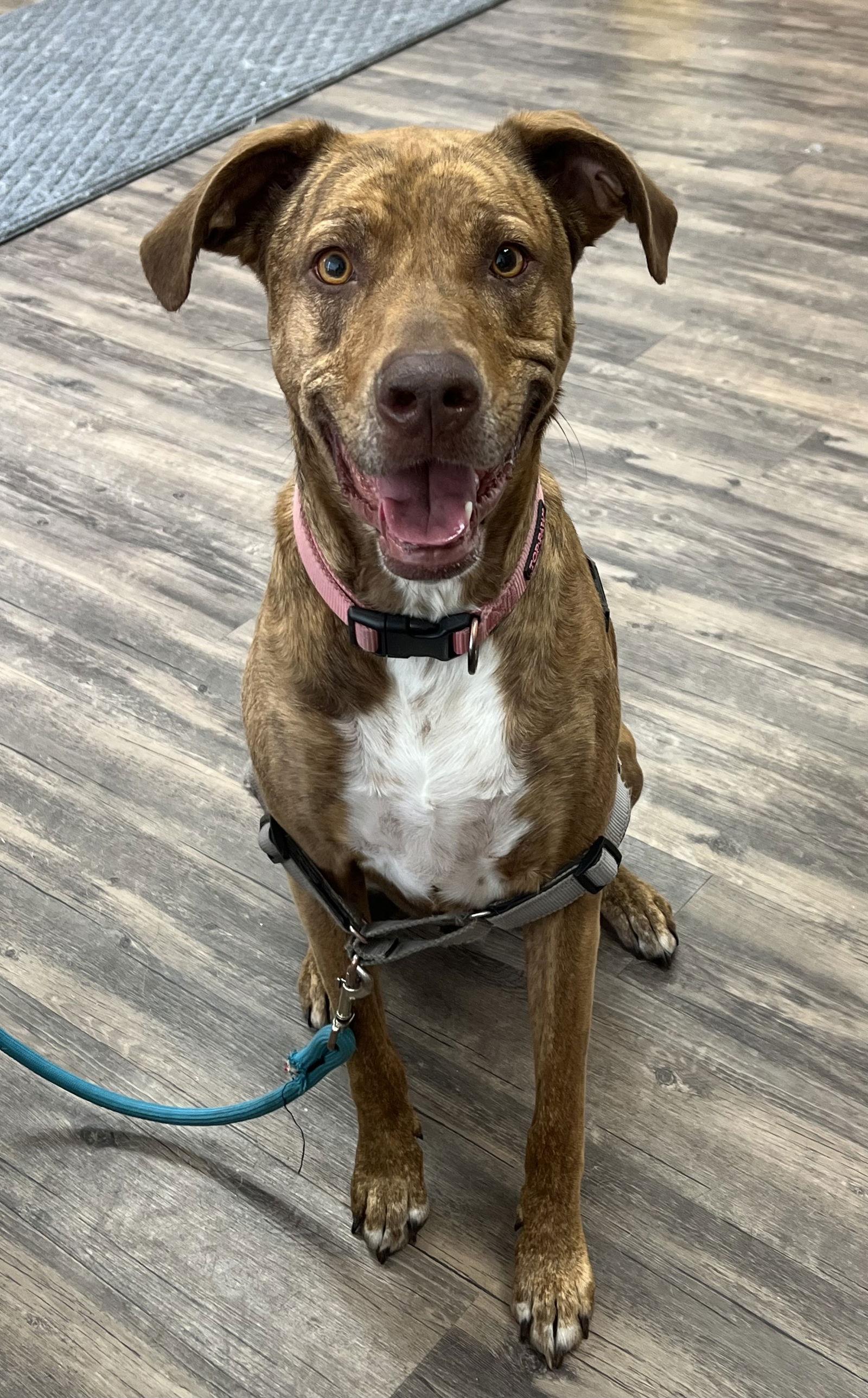 Kijani, a Adoptable Plott Hound in Lincoln, NE image 3/3