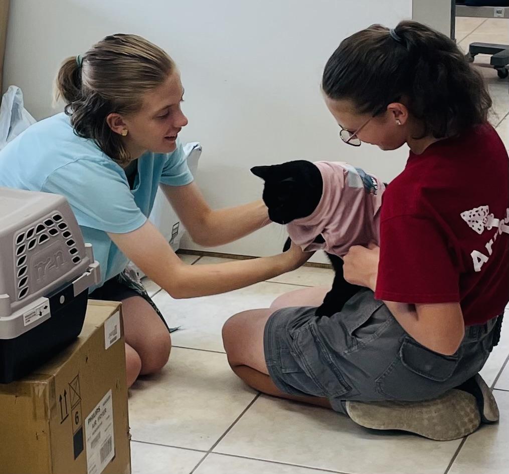 King FIV+, a Adoptable Domestic Short Hair in Cincinnati, OH image 5/6