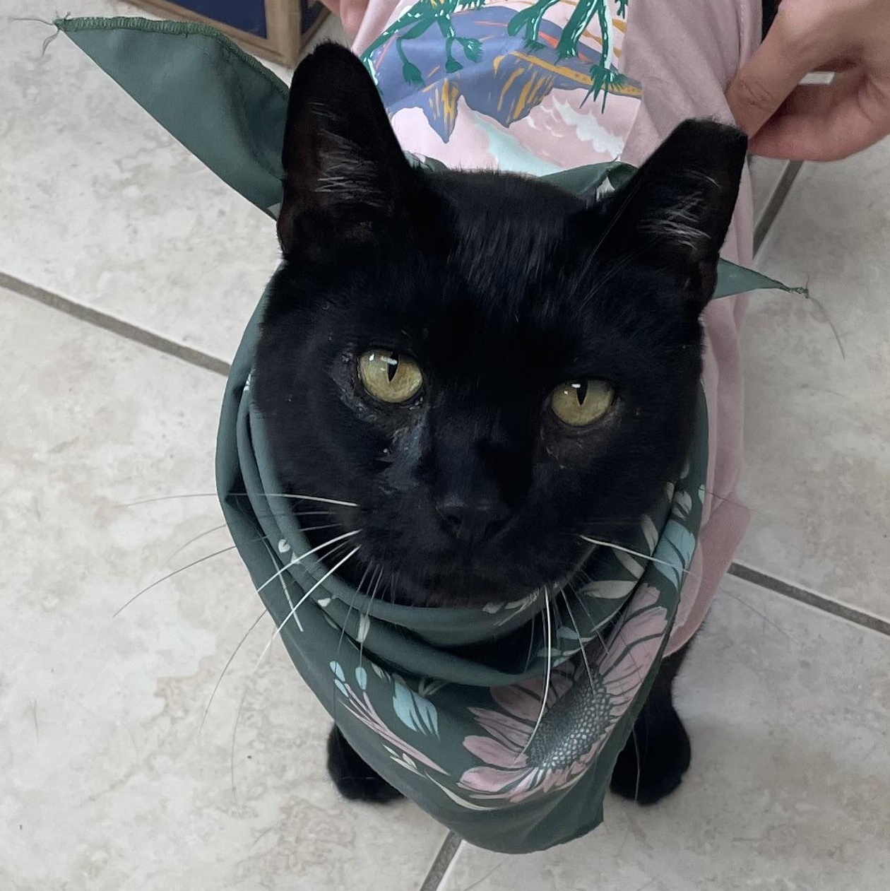 King FIV+, a Adoptable Domestic Short Hair in Cincinnati, OH image 2/6