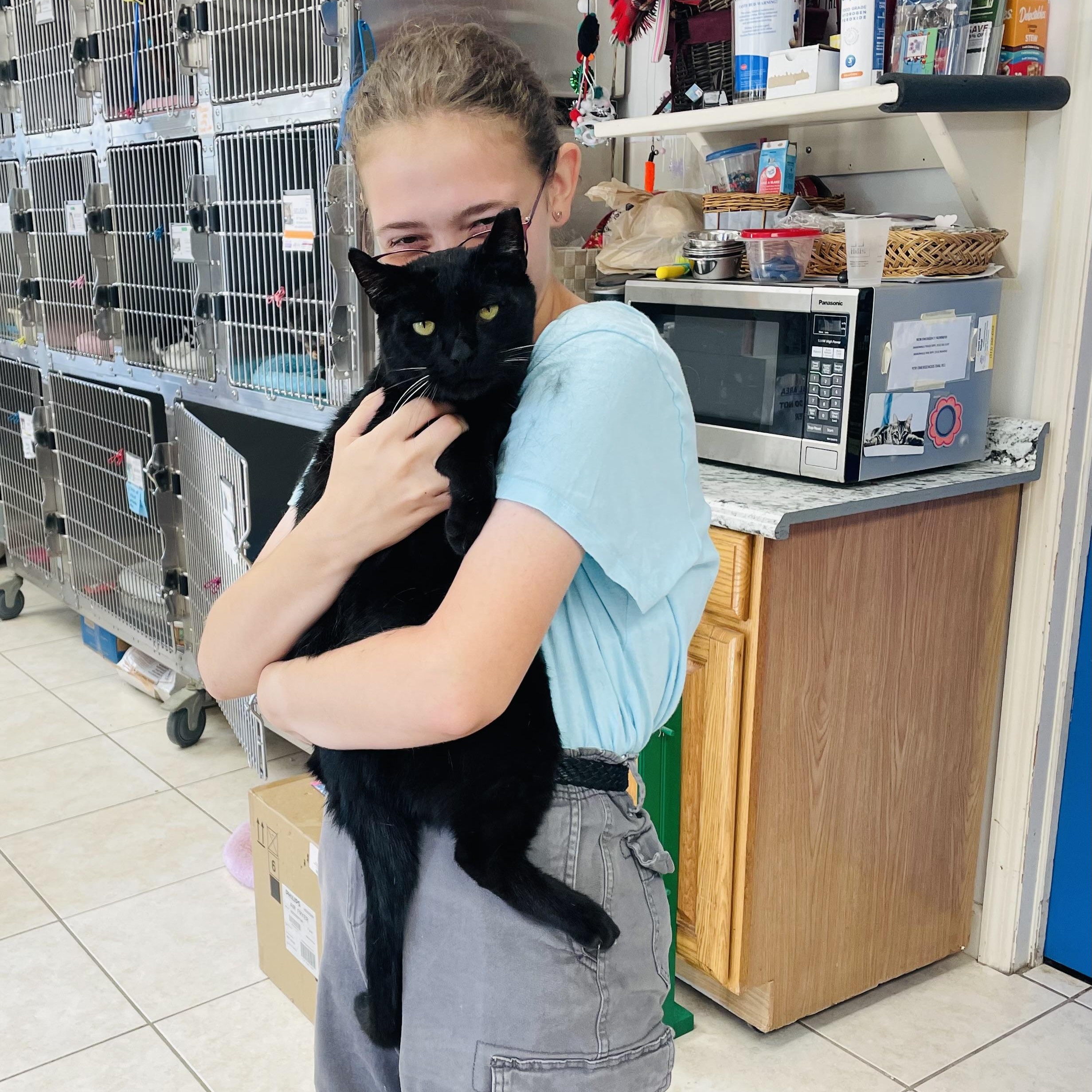 King FIV+, Adoptable, Adult Male Domestic Short Hair.