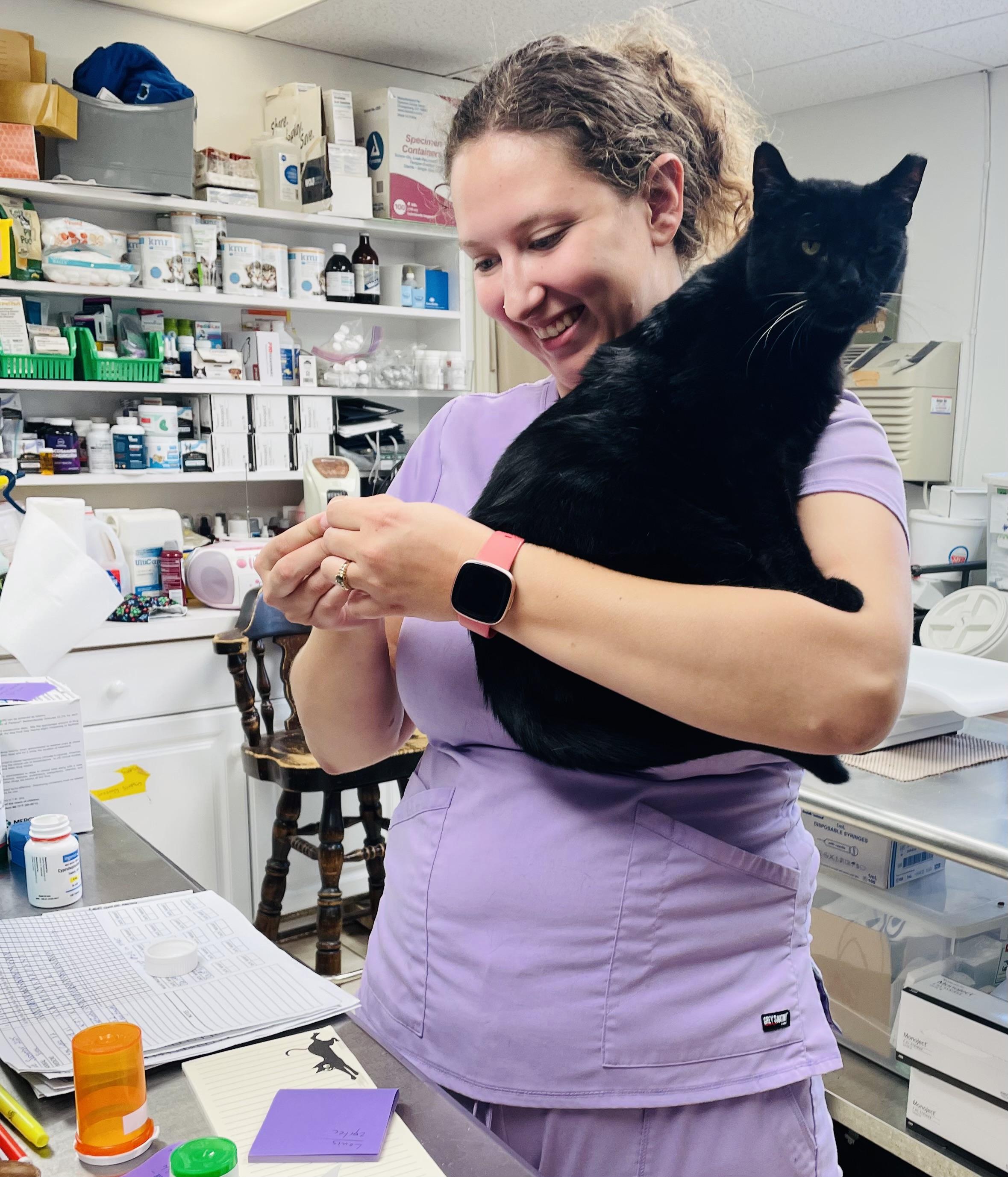 King FIV+, a Adoptable Domestic Short Hair in Cincinnati, OH image 3/6