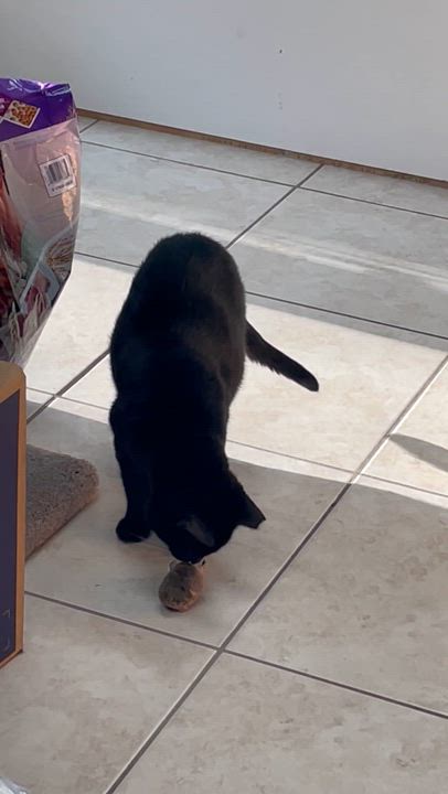 Enlarge King FIV+, a Adoptable Domestic Short Hair in Cincinnati, OH video 4/6