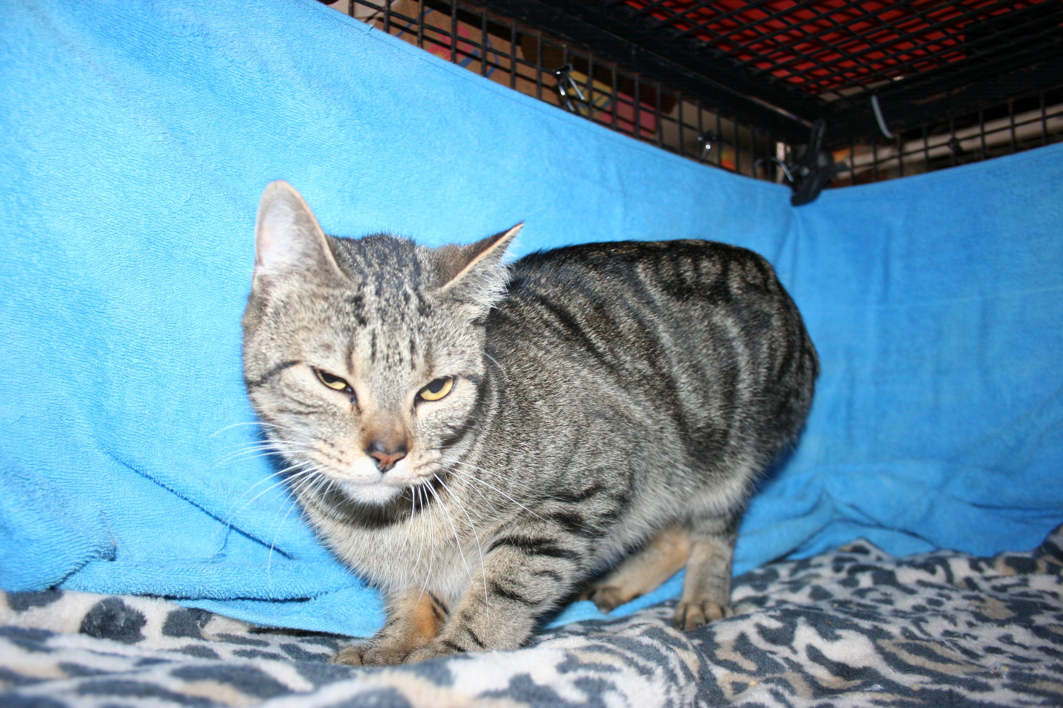 Wanda, Adoptable, Adult Female Tabby & Domestic Short Hair.