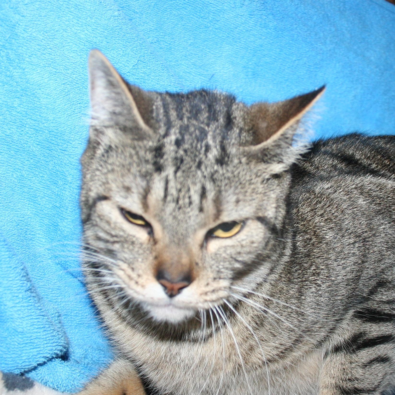Enlarge Wanda, a Adoptable mixed breed in Howell, MI image 2/3