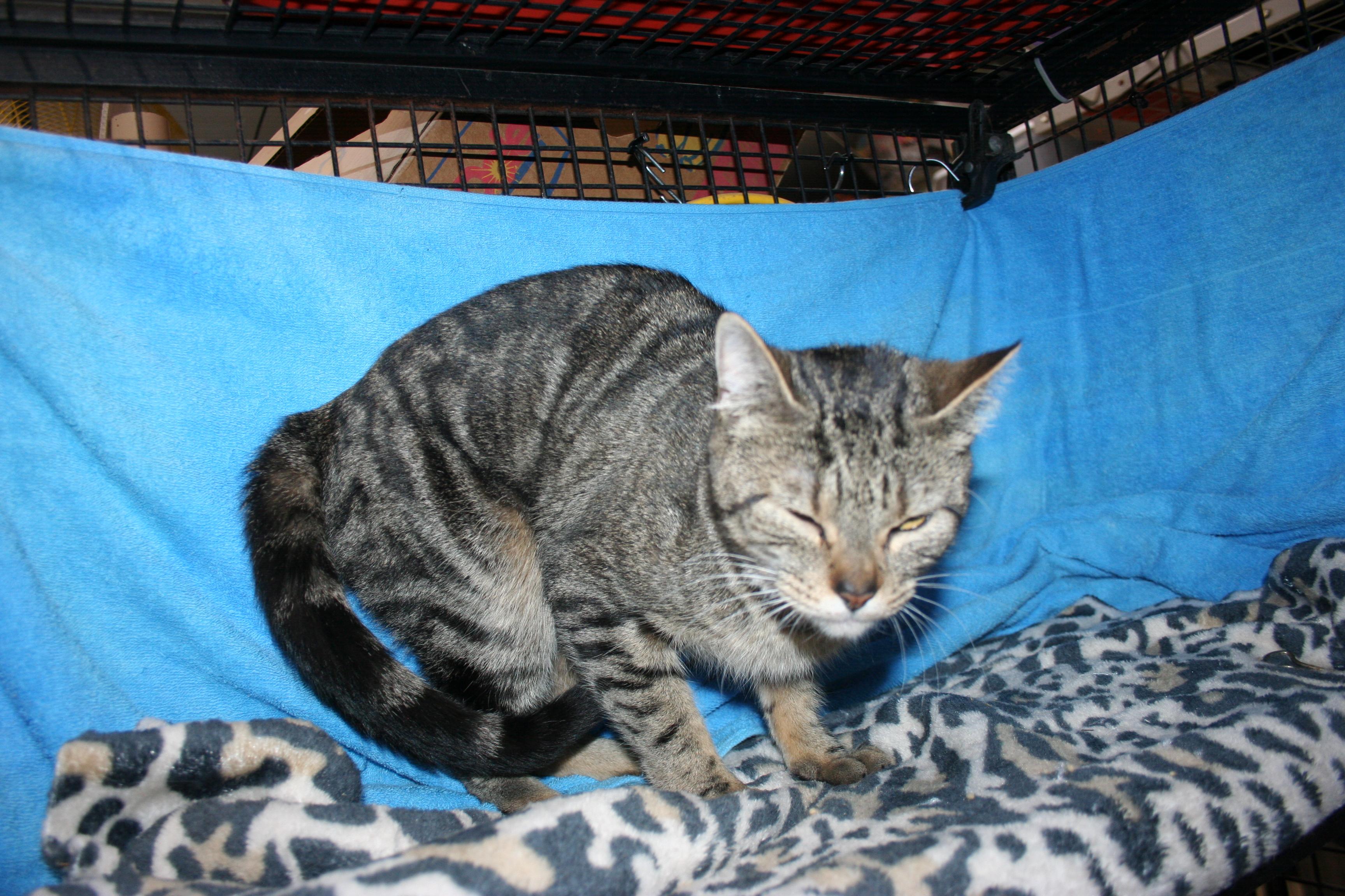 Enlarge Wanda, a Adoptable mixed breed in Howell, MI image 3/3