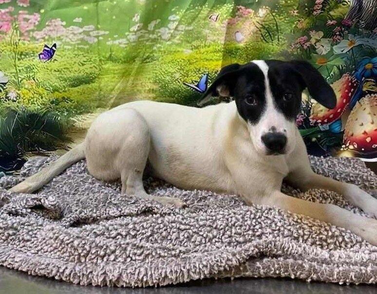 Toni, Adoptable, Young Female Labrador Retriever & Pit Bull Terrier.