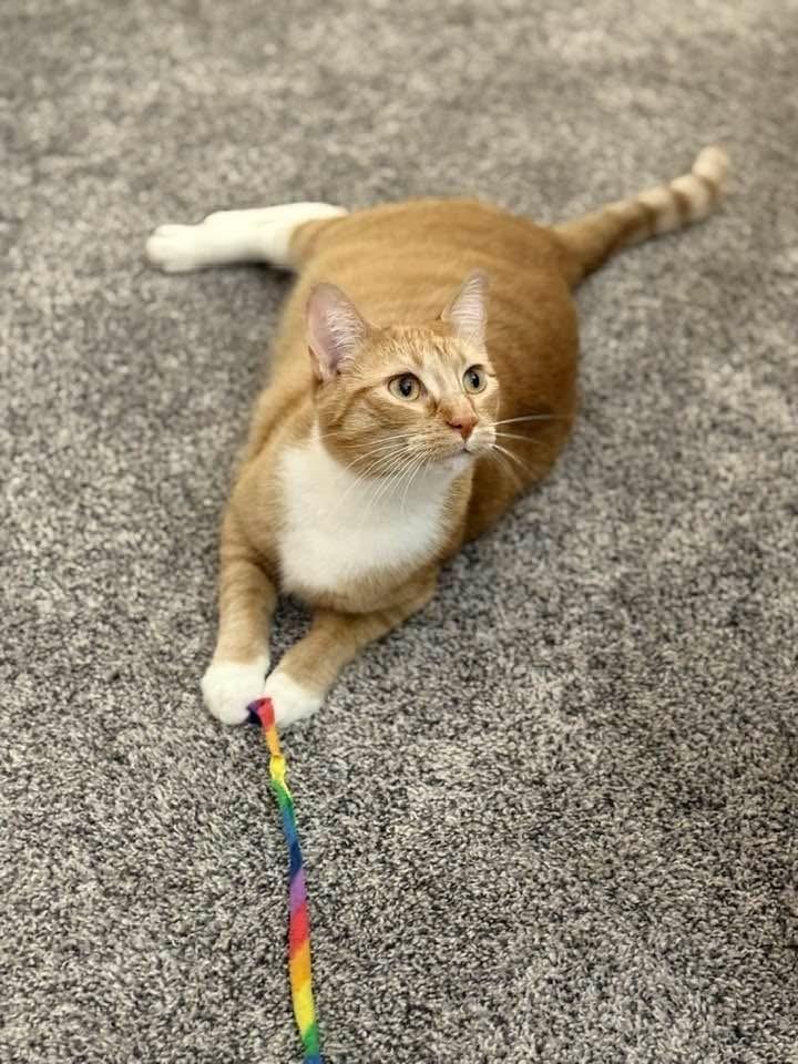 Bruce, Adoptable, Young Female Domestic Short Hair & Tabby.