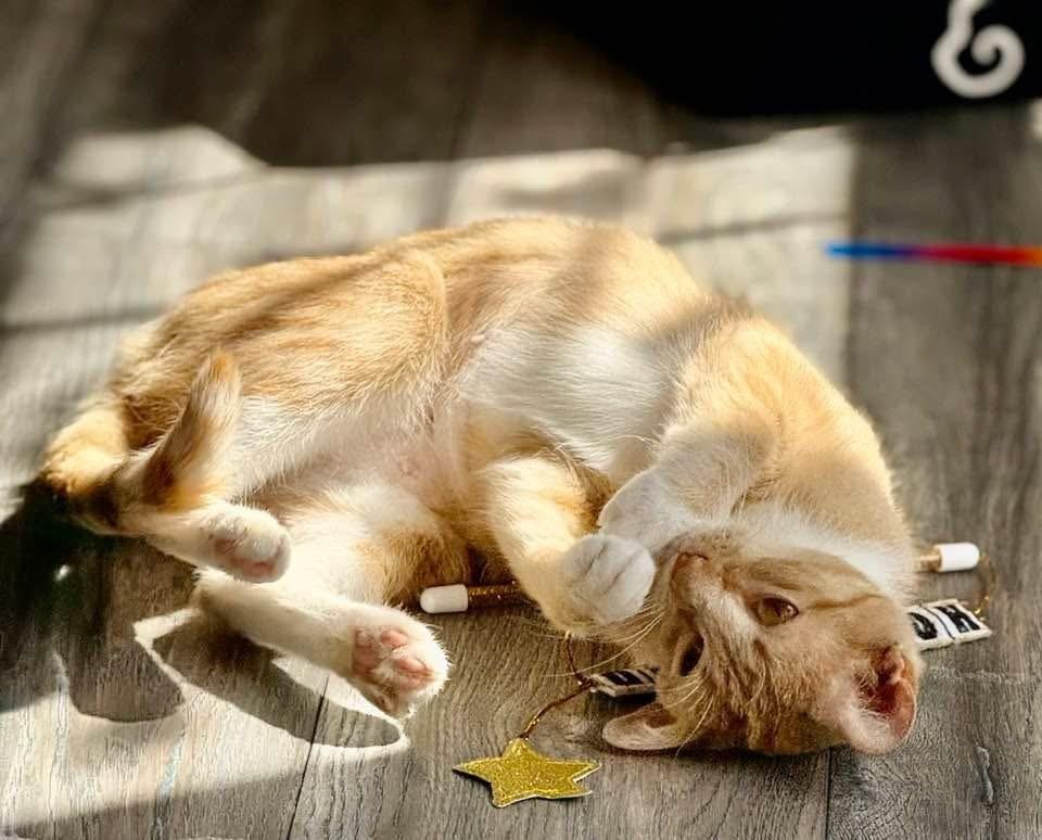 Enlarge Bruce, a Adoptable mixed breed in Poplar Grove, IL image 2/6