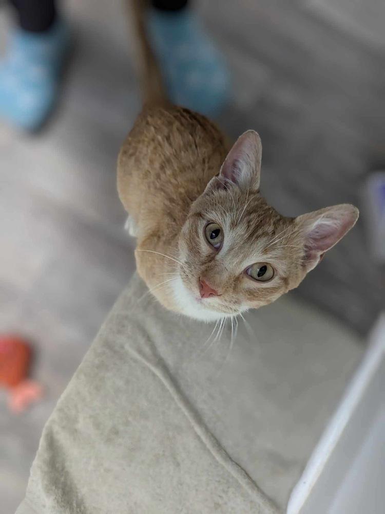 Enlarge Bruce, a Adoptable mixed breed in Poplar Grove, IL image 3/6