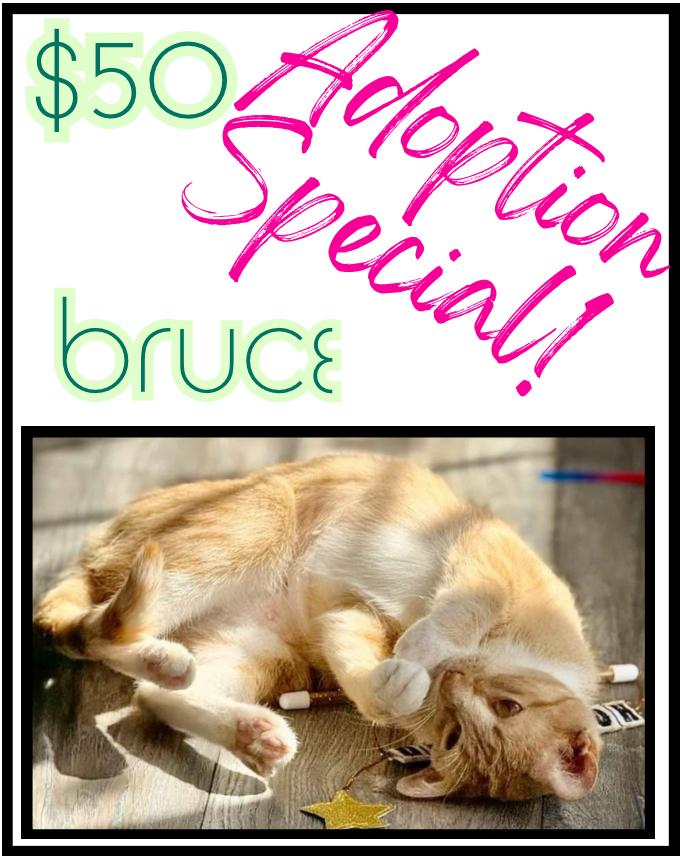 Enlarge Bruce, a Adoptable mixed breed in Poplar Grove, IL image 4/6
