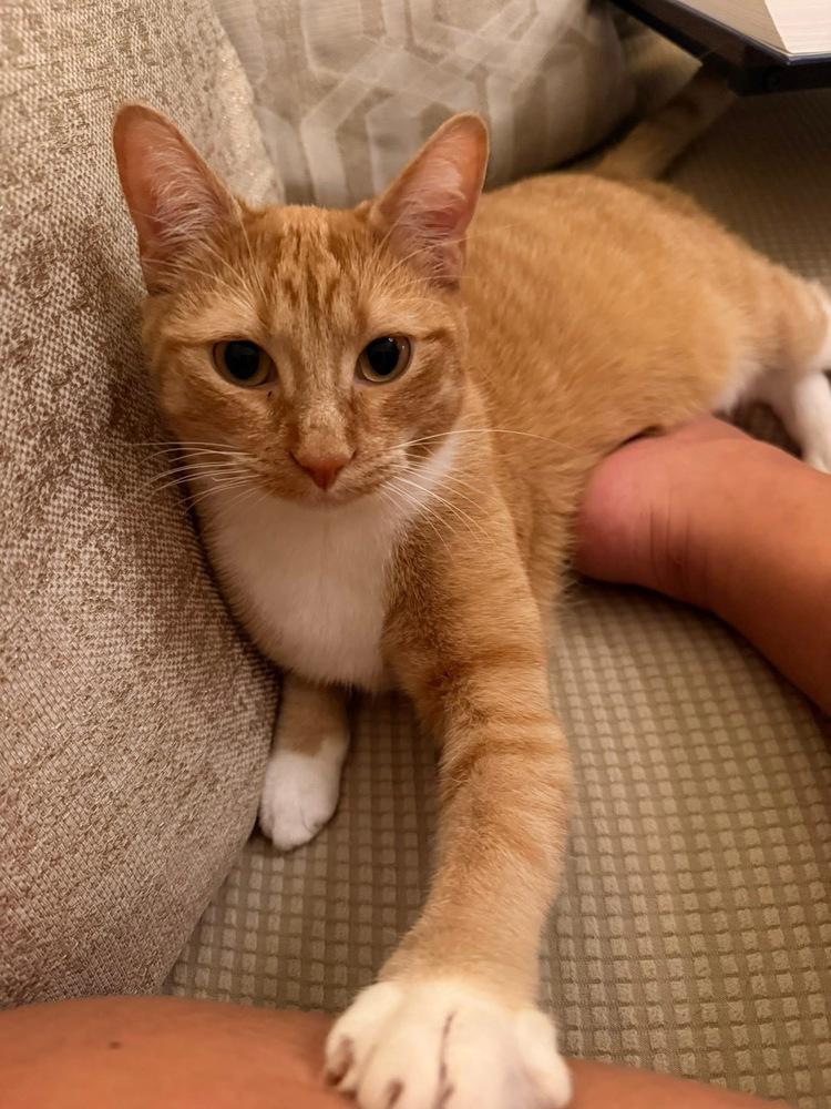 Enlarge Bruce, a Adoptable mixed breed in Poplar Grove, IL image 5/6