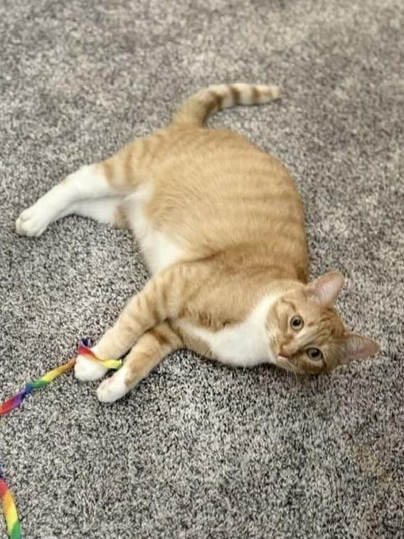 Enlarge Bruce, a Adoptable mixed breed in Poplar Grove, IL image 6/6