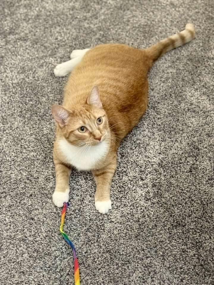 Enlarge Bruce, a Adoptable mixed breed in Poplar Grove, IL image 6/6