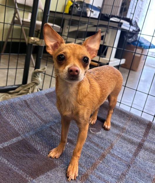 Boo, Adoptable, Young Female Chihuahua.