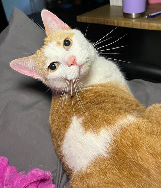 Yaya & Linden **bonded pair**