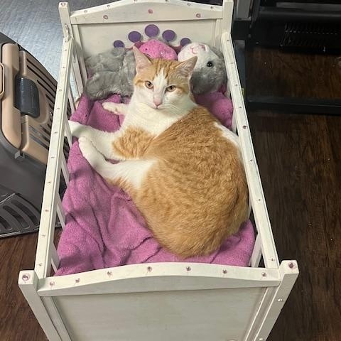 Yaya & Linden **bonded pair**, a Adoptable mixed breed in Joelton, TN image 3/4