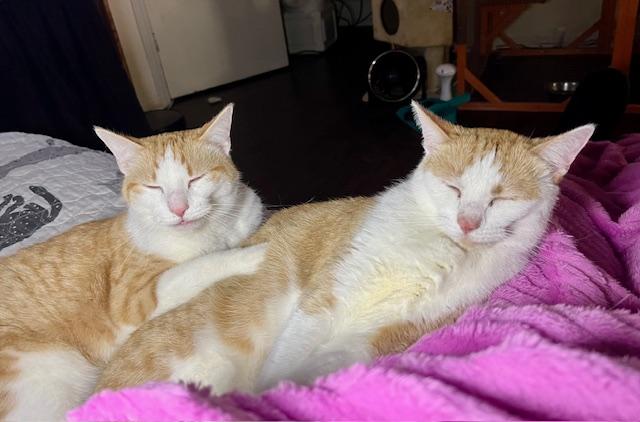 Yaya & Linden **bonded pair**, a Adoptable mixed breed in Joelton, TN image 1/4