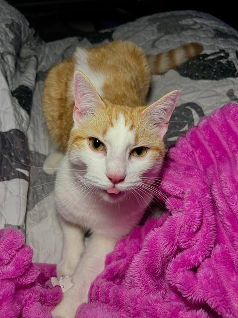 Enlarge Linden, a Adoptable mixed breed in Joelton, TN image 2/3