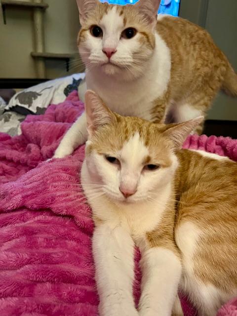 Yaya & Linden **bonded pair**