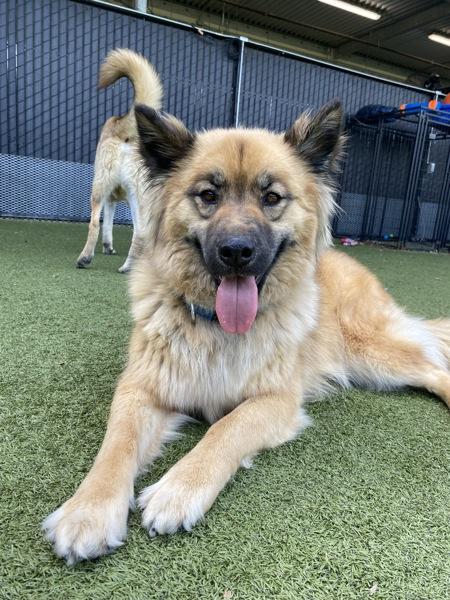 Enlarge Lilly, a Adoptable mixed breed in El Cajon, CA image 1/1