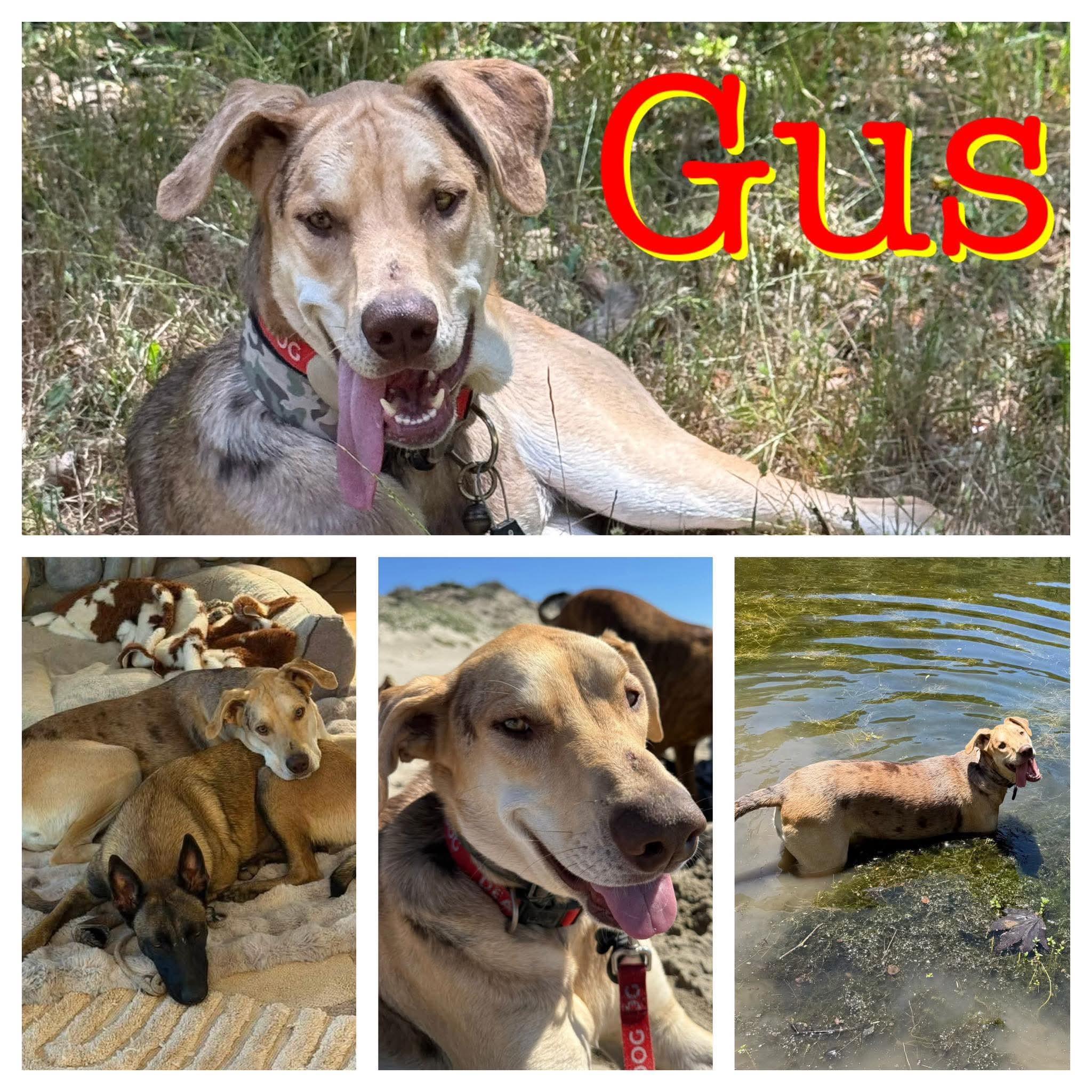 Gus, ADOPTABLE, Young Male Great Dane & Catahoula Leopard Dog.