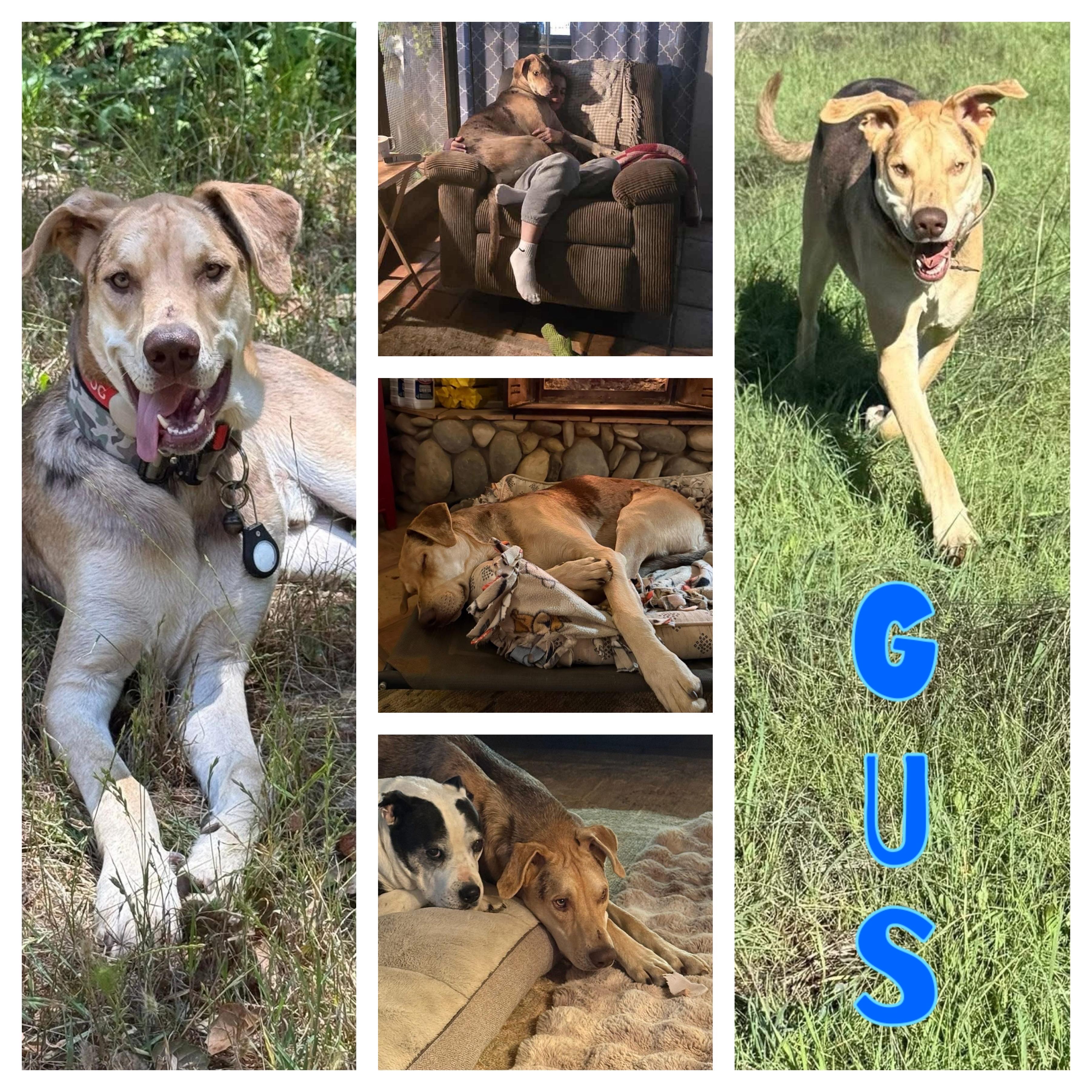 Gus, ADOPTABLE, Young Male Great Dane & Catahoula Leopard Dog.