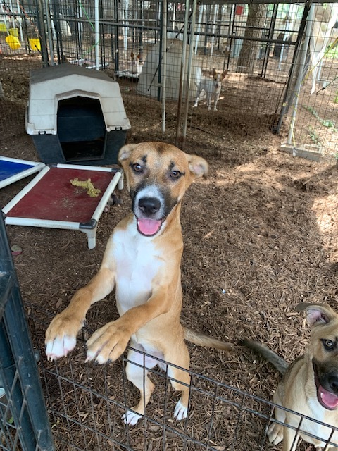 Lola, a Adoptable mixed breed in Fair Oaks Ranch, TX image 1/12