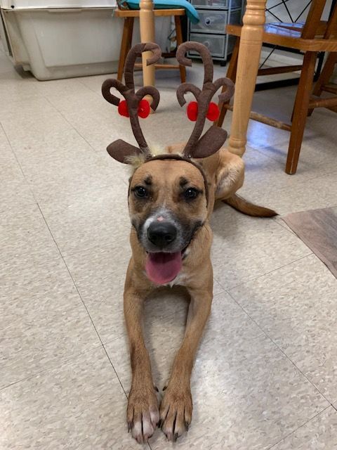 Lola, a Adoptable mixed breed in Fair Oaks Ranch, TX image 2/12