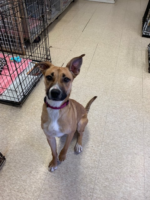 Lola, a Adoptable mixed breed in Fair Oaks Ranch, TX image 3/12