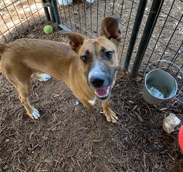 Lola, a Adoptable mixed breed in Fair Oaks Ranch, TX image 4/12