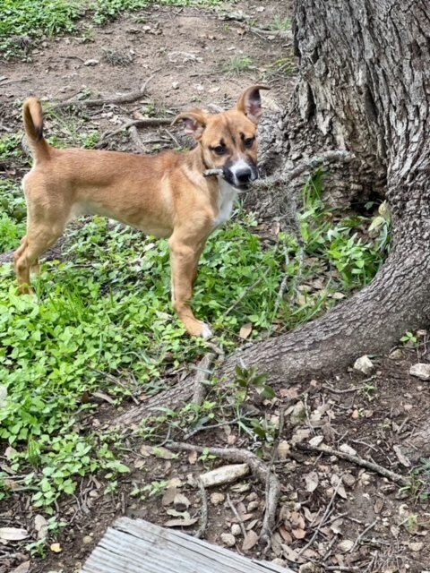 Lola, a Adoptable mixed breed in Fair Oaks Ranch, TX image 5/12