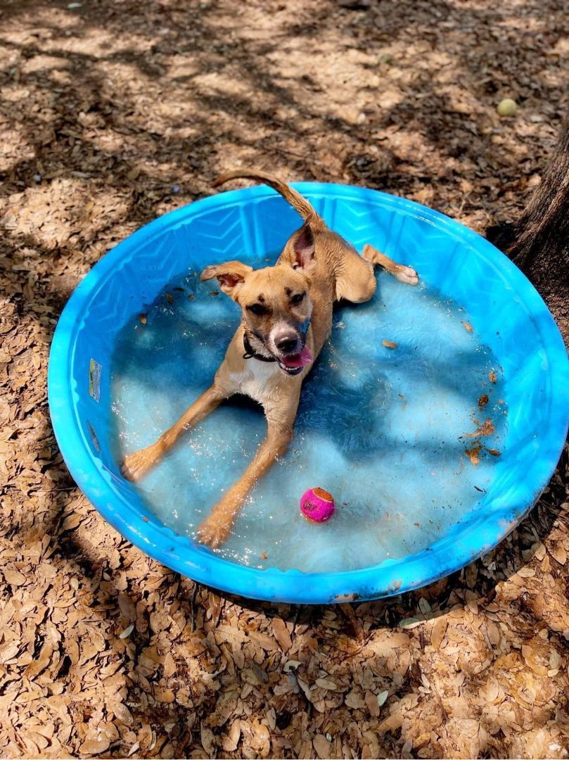 Lola, a Adoptable mixed breed in Fair Oaks Ranch, TX image 6/12