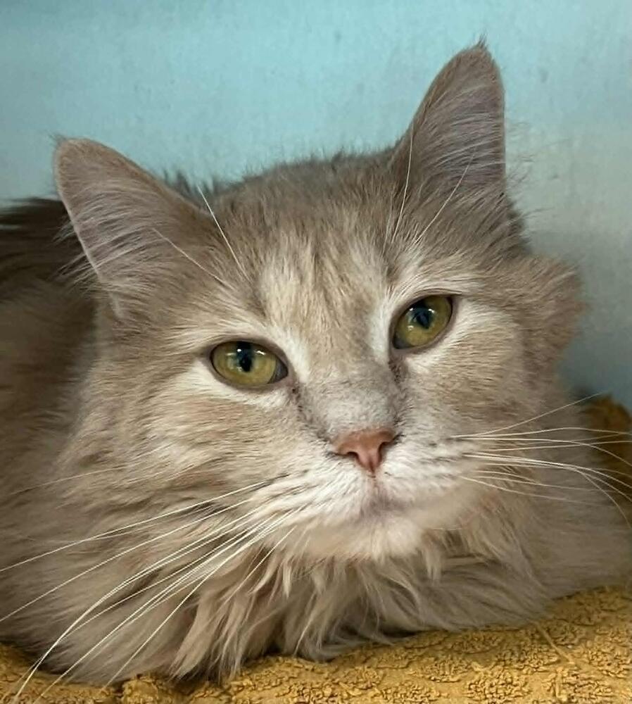 Missie, Adoptable, Adult Female Domestic Long Hair.
